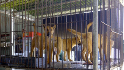 Полмиллиона собак могут усыпить после нового закона в Южной Корее