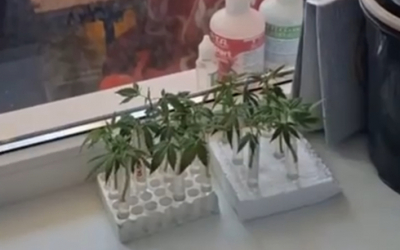 Марихуану на балконе выращивал актюбинец